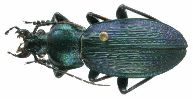 Carabus (Morphocarabus) monilis (photo 2)