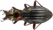 Carabus (Chrysocarabus) auronitens (photo 2-6)