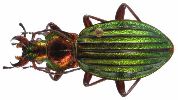 Carabus (Chrysocarabus) auronitens (photo 2-1)