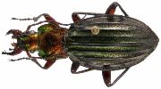 Carabus (Chrysocarabus) auronitens (photo 2-5)