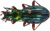 Carabus (Chrysocarabus) auronitens (photo 2-7)