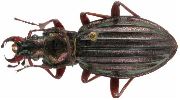 Carabus (Chrysocarabus) auronitens (photo 3-2)