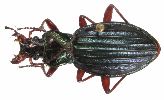 Carabus (Chrysocarabus) auronitens (photo 3-3)