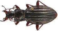 Carabus (Chrysocarabus) auronitens (photo 3-4)