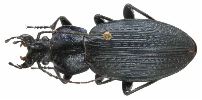 Carabus (Morphocarabus) monilis (photo 3)