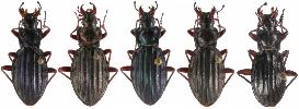 Carabus (Chrysocarabus) auronitens, gamme chromatique N°3