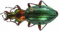 Carabus (Chrysocarabus) auronitens (photo 4-1)