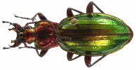 Carabus (Chrysocarabus) auronitens (photo 4-2)