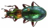 Carabus (Chrysocarabus) auronitens (photo 4-4)