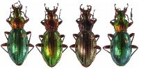 Carabus (Chrysocarabus) auronitens, gamme chromatique N°4
