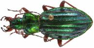 Carabus (Chrysocarabus) auronitens (photo 5-1)