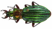 Carabus (Chrysocarabus) auronitens (photo 5-2)