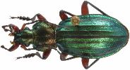 Carabus (Chrysocarabus) auronitens (photo 5-4)