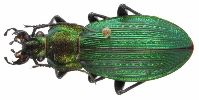 Carabus (Morphocarabus) monilis (photo 4)