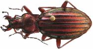 Carabus (Chrysocarabus) auronitens (photo 5-3)