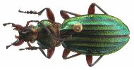 Carabus (Chrysocarabus) auronitens (photo 5-5)
