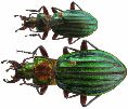 Carabus (Chrysocarabus) auronitens, duo comparatif
