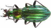 Carabus (Chrysocarabus) punctatoauratus (photo 1)