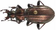 Carabus (Chrysocarabus) punctatoauratus (photo 2)