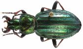 Carabus (Chrysocarabus) punctatoauratus (photo 3)