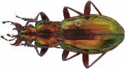 Carabus (Chrysocarabus) punctatoauratus (photo 4)
