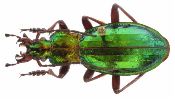 Carabus (Chrysocarabus) punctatoauratus (photo 5)
