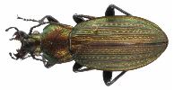 Carabus (Morphocarabus) monilis (photo 5)