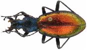 Carabus (Chrysocarabus) hispanus (photo 1)