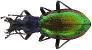 Carabus (Chrysocarabus) hispanus (photo 2)
