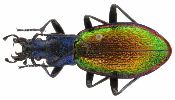 Carabus (Chrysocarabus) hispanus (photo 3)