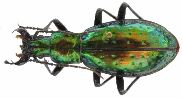 Carabus (Chrysocarabus) rutilans (photo 3)