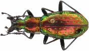 Carabus (Chrysocarabus) rutilans (photo 1)