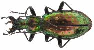 Carabus (Chrysocarabus) rutilans (photo 2)