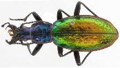 Carabus (Chrysocarabus) rutilans (photo 4)
