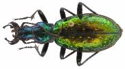 Carabus (Chrysocarabus) rutilans (photo 6)