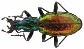 Carabus (Chrysocarabus) rutilans (photo 5)