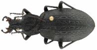 Carabus (Macrothorax) rugosus