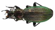 Carabus (Morphocarabus) monilis (photo 6)