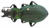 Carabus (Macrothorax) morbillosus (photo 3)