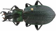 Carabus (Macrothorax) morbillosus (photo 4)