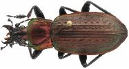 Carabus (Macrothorax) morbillosus (photo 2)