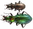 Carabus (Chrysocarabus) punctatoauratus, dui comparatif