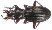 Carabus (Chrysocarabus) auronitens (photo 3-5)