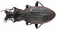 Carabus (Morphocarabus) monilis (photo 7)