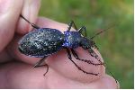 Carabus (Chaetocarabus) intricatus, sur le vif (photo 1)