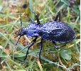 Carabus (Chaetocarabus) intricatus, sur le vif (photo 2)