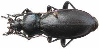 Carabus (Megodontus) germari