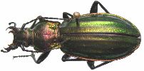 Carabus (Chrysocarabus) lineatus (photo 3)