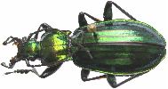 Carabus (Chrysocarabus) lineatus (photo 4)