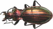 Carabus (Chrysocarabus) lineatus (photo 5)